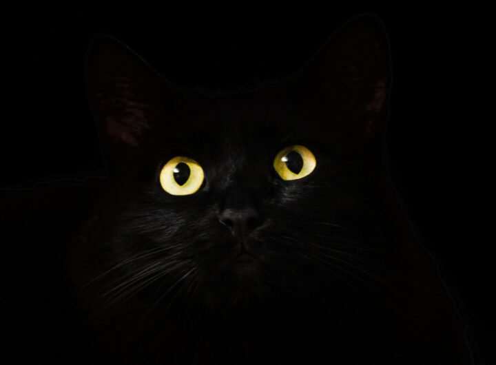 Black cat ransomware